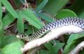 Hierophis viridiflavus